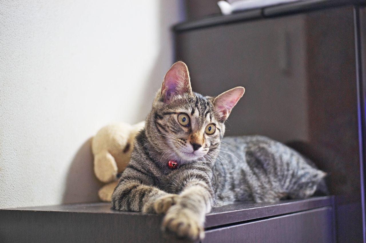 Free Trial Of Trupanion Pet Insurance | Purrfurably Cats Veterinary Hospital