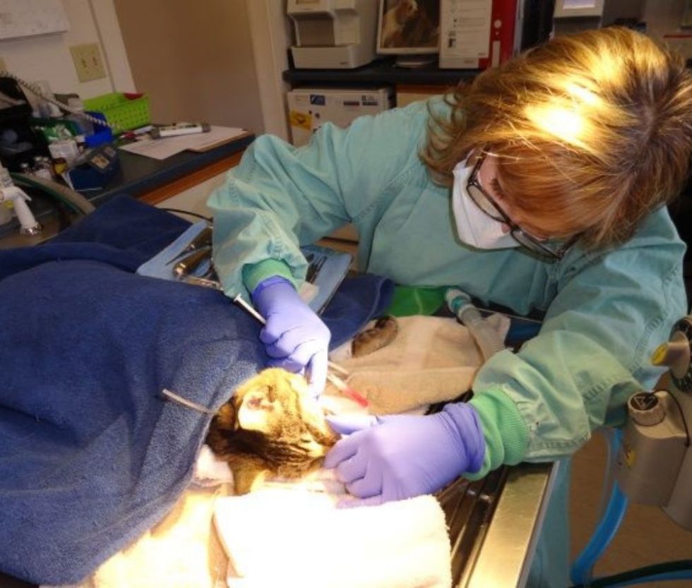 Cat Dentistry In Monterey, CA | Purrfurably Cats Veterinary Hospital