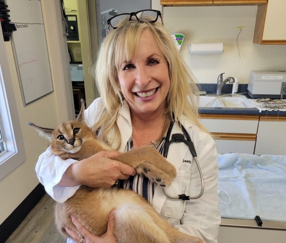 Veterinarian In Monterey, CA Purrfurably Cats Veterinary Hospital