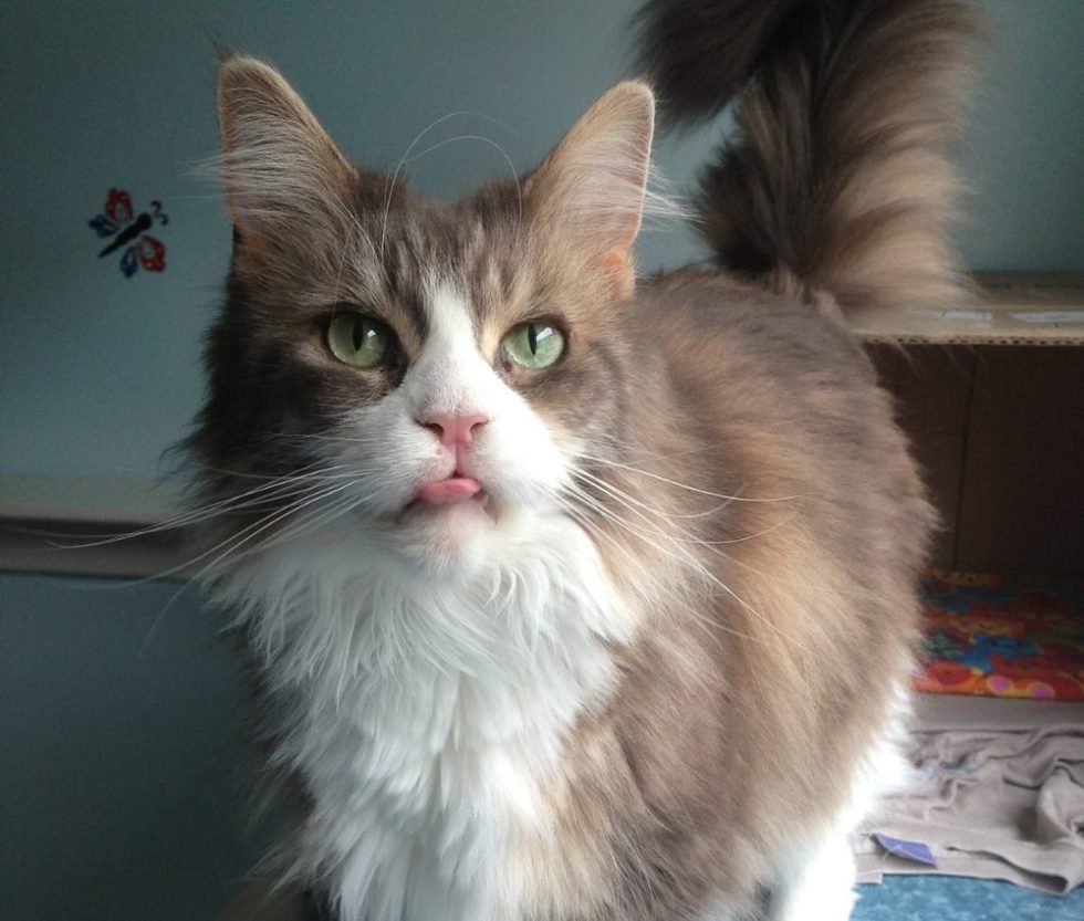 Cat Medical Grooming In Monterey, CA Purrfurably Cats Veterinary Hospital