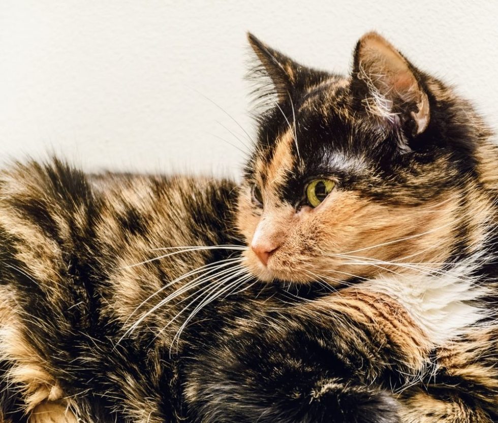 Monterey, CA Veterinary Services | Purrfurably Cats Veterinary Hospital