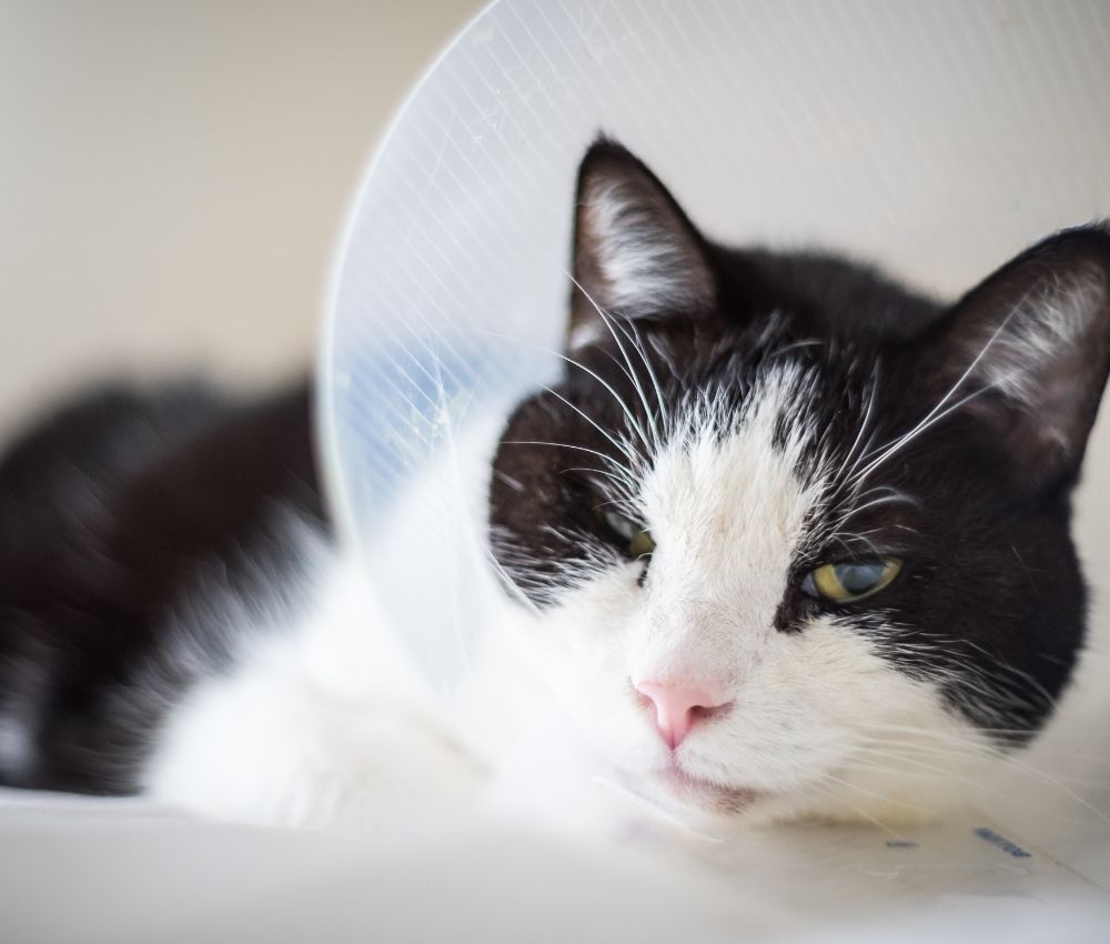 Cat with Surgery cone
