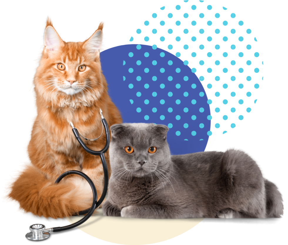 Veterinarian In Monterey, CA Purrfurably Cats Veterinary Hospital