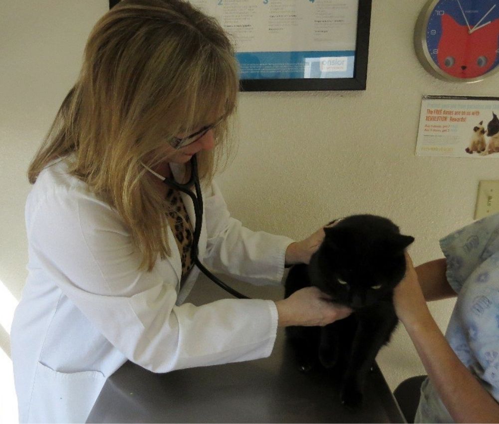 Vet Examine black Cat