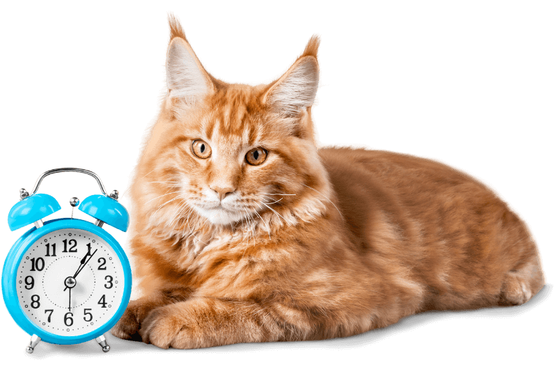 cat with alarm clock
