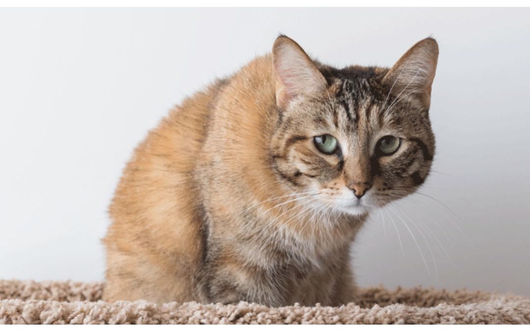 Spotting Signs Of Pain In Your Cat