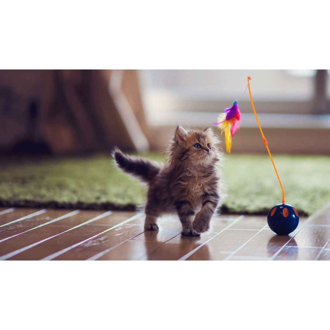 3 Tips To Enrich Your Cat's Life  Purrfurably Cats Veterinary Hospital