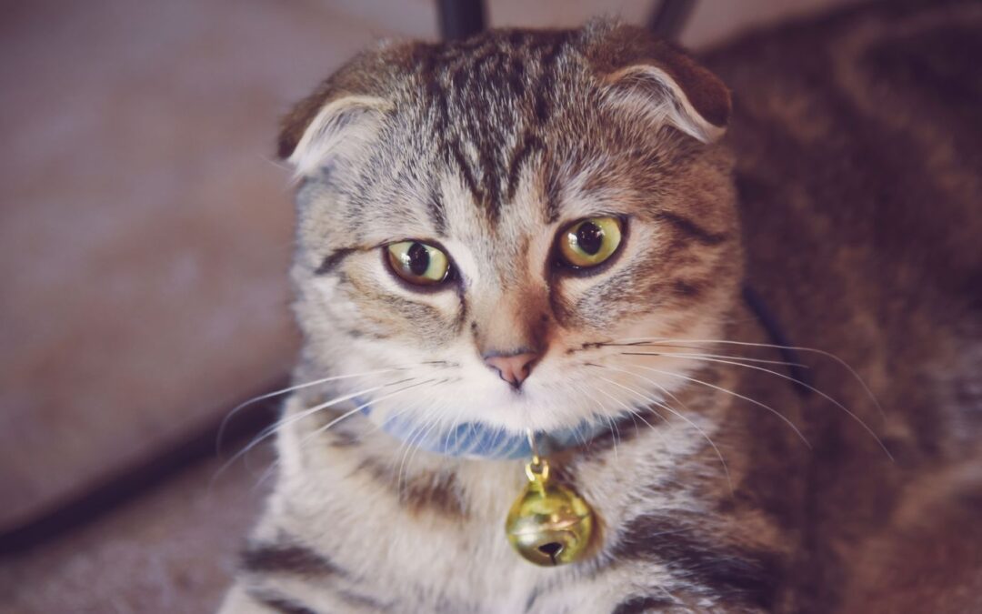 a fat cat in collar sitting down