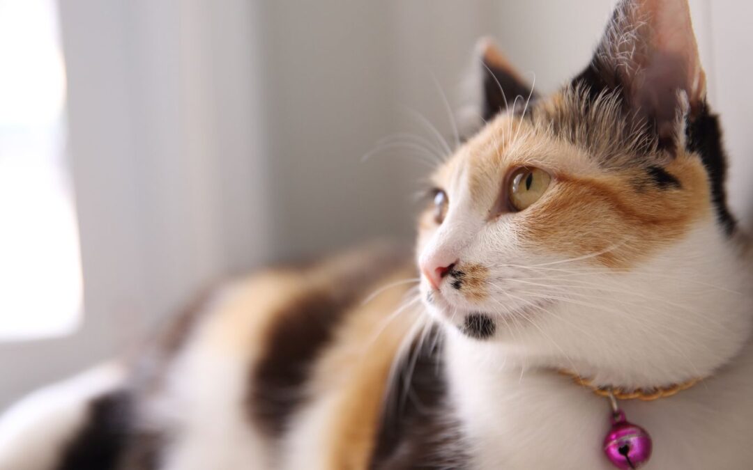 New Year’s Resolutions for You and Your Cat