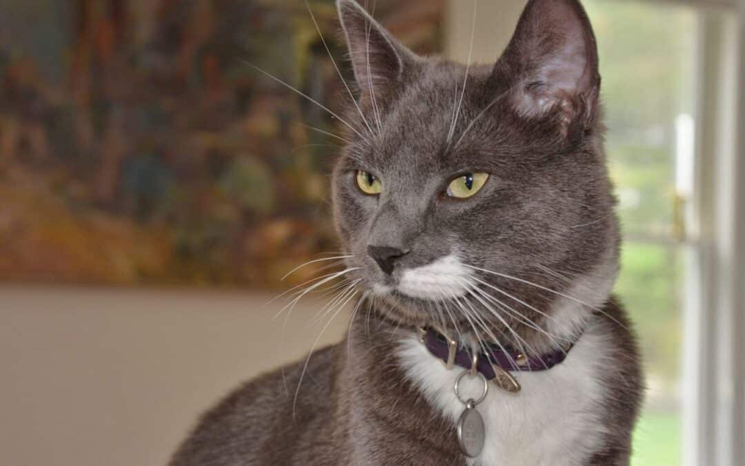 an old cat