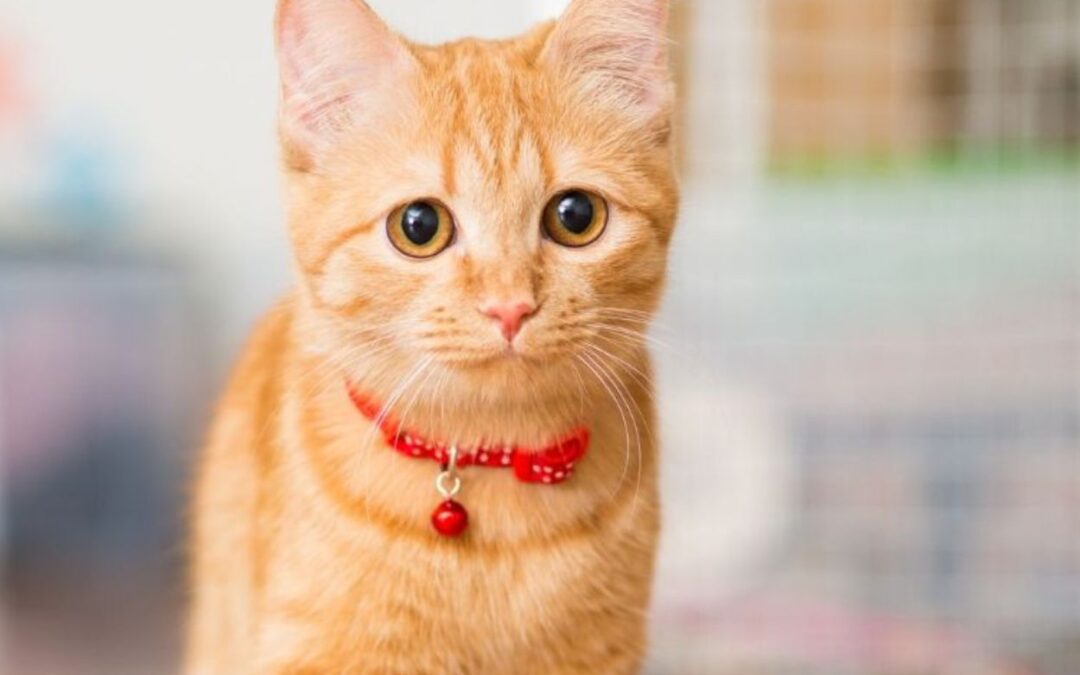 Four Ways To Share Valentine’s Day Love With Your Pet