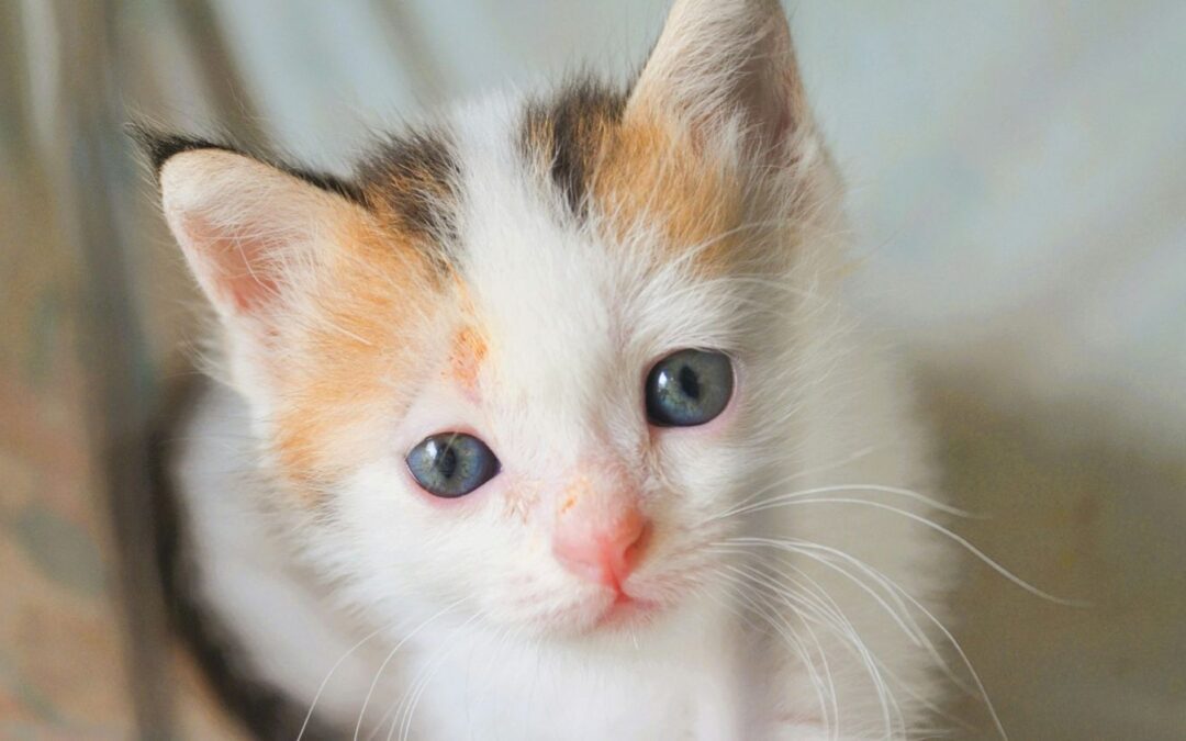 a kitten care