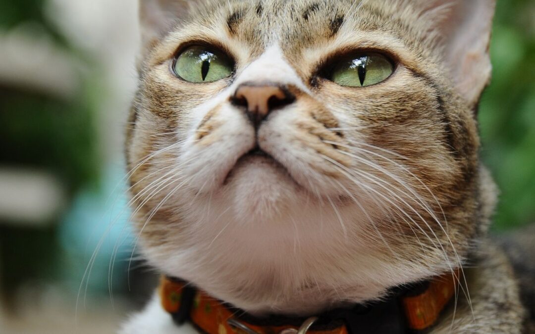 Pet Cancer Awareness Month