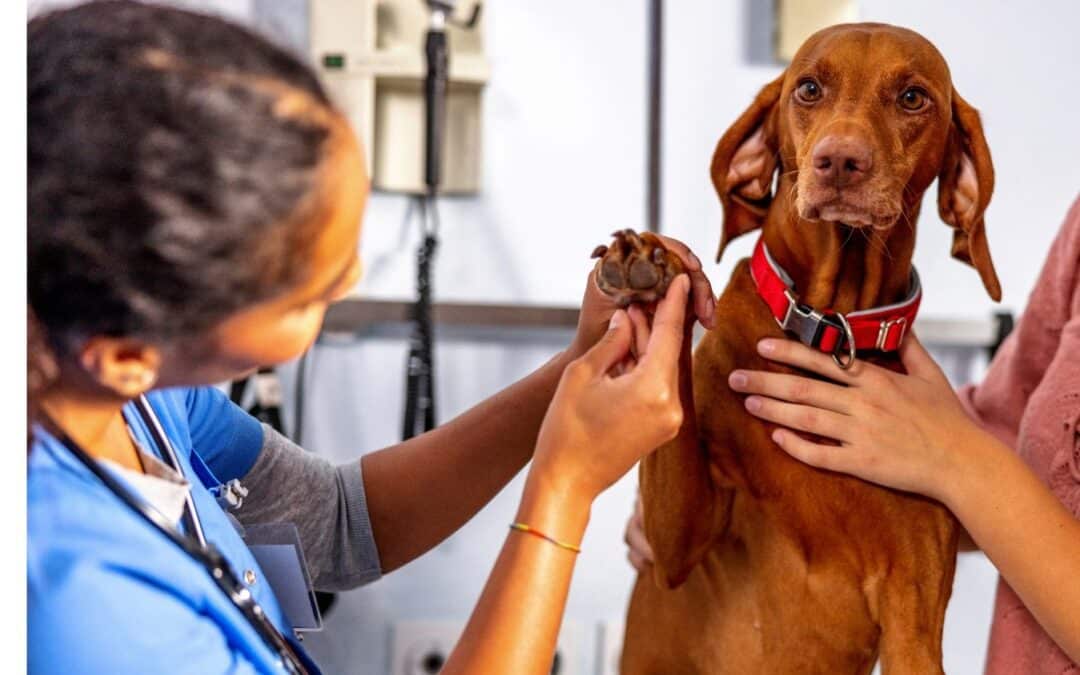 What You Need to Know About Skin Allergies in Pets