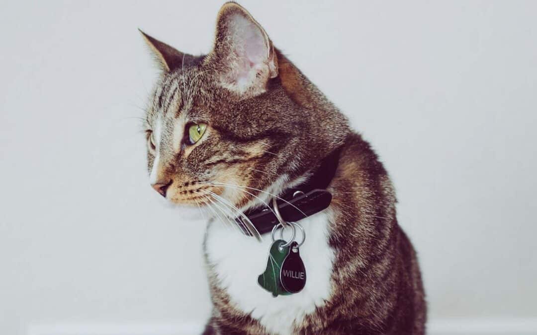 Preparing Your Pet For End-of-Life Care