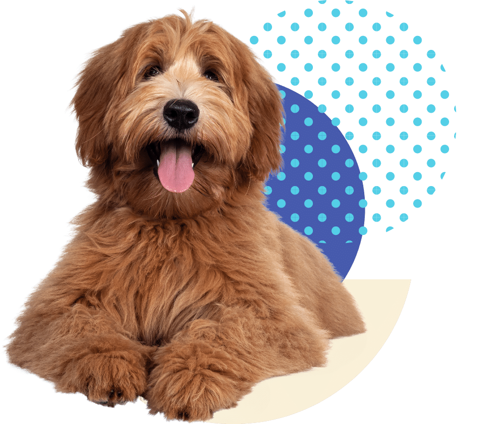 A happy dog