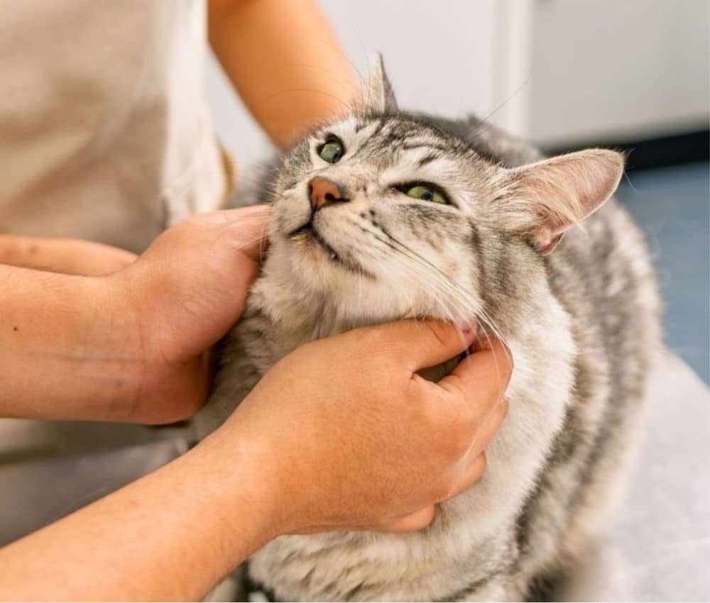 A person gently pets a cat on the neck