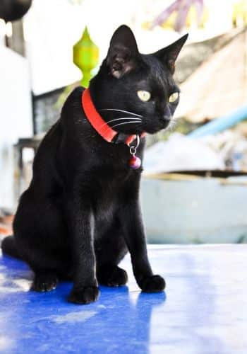 A black is cat sitting on a floor